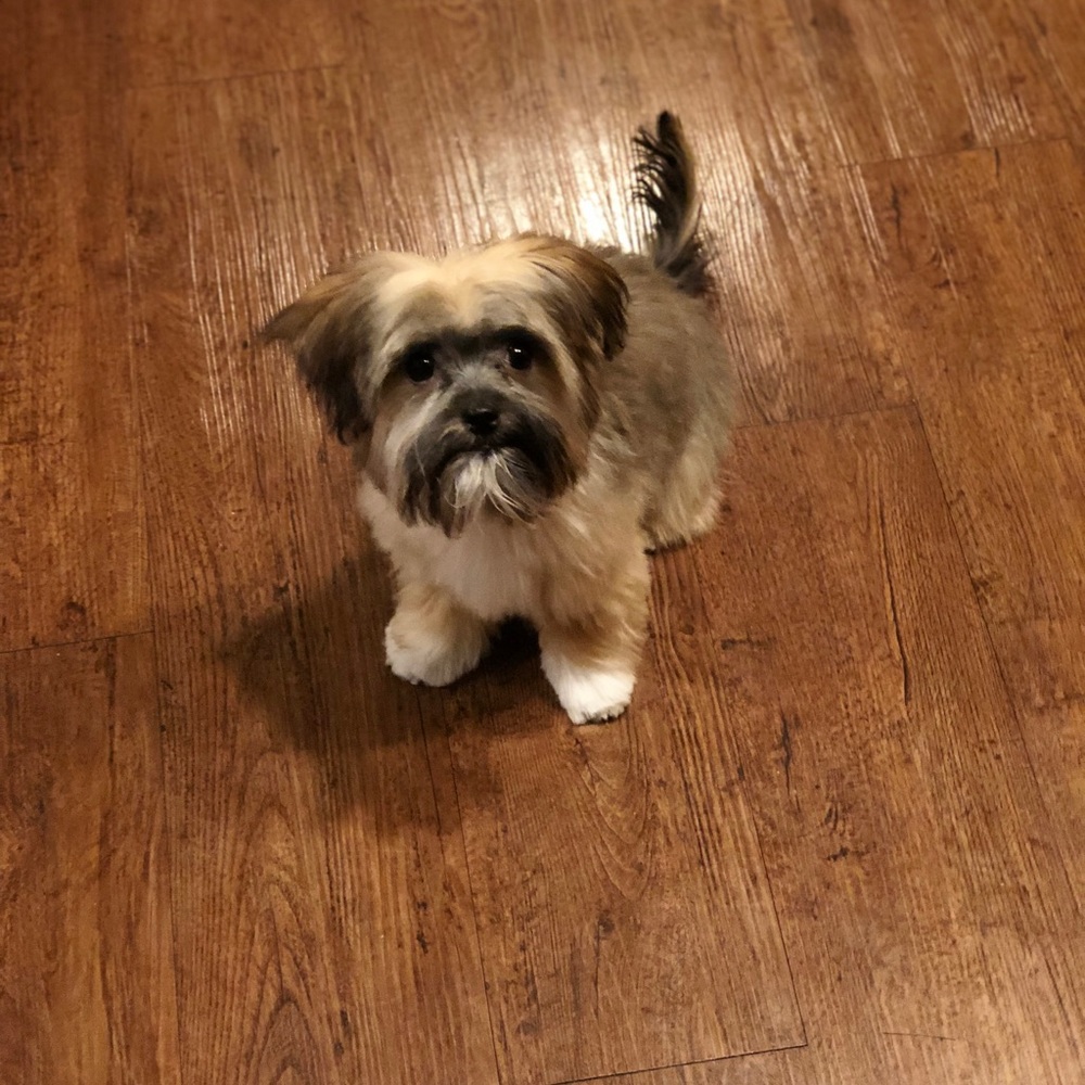 Meet your Posher, Troy